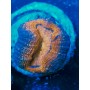 LOBOPHILLYA