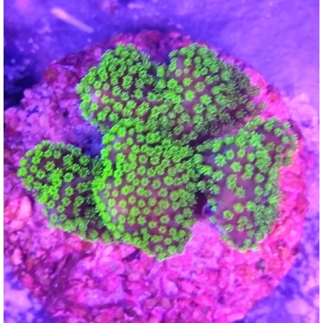 STYLOPHORA FLUOR