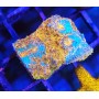 CHALICE KTAR ORENJI