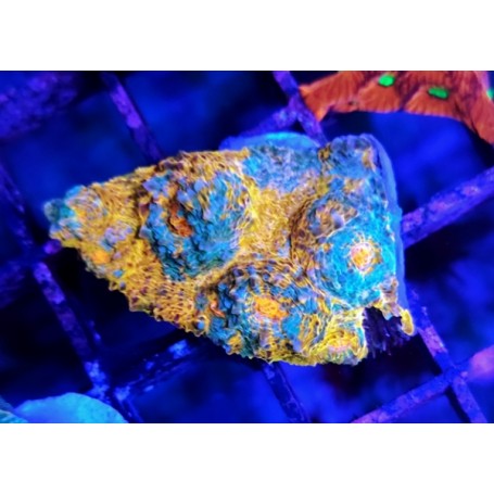 CHALICE KTAR ORENJI