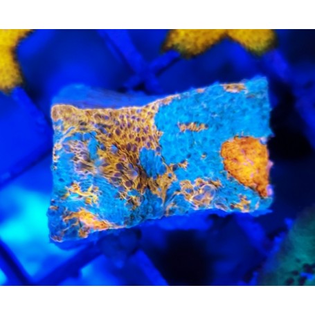 CHALICE KTAR ORENJI