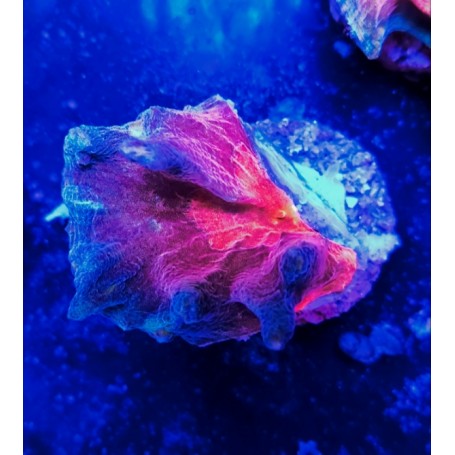 PECTINIA INFERNO