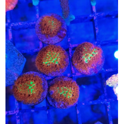 STYLOCOENIELLA BURNING BANANA