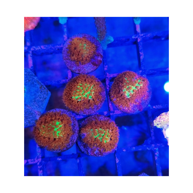 STYLOCOENIELLA BURNING BANANA