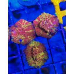 CYPRASTRAEA GOLD - RED. GRAFTED