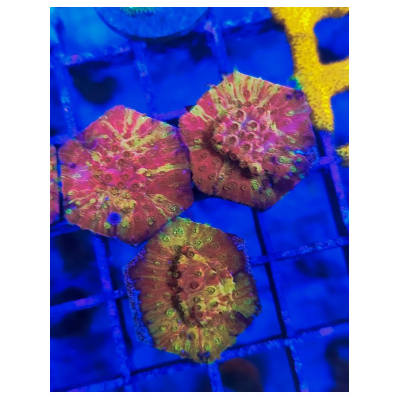 CYPRASTRAEA GOLD - RED. GRAFTED