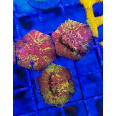 CYPRASTRAEA GOLD - RED. GRAFFTED