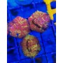 CYPRASTRAEA GOLD - RED. GRAFFTED