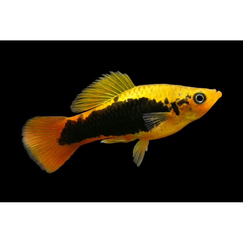 PLATY HAWAII
