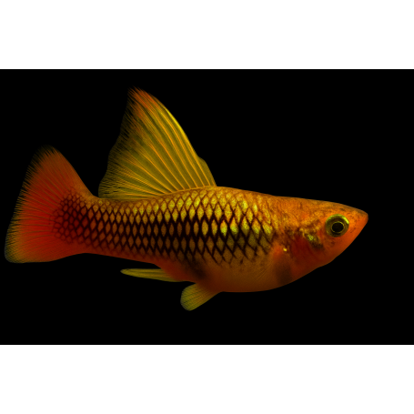 PLATY PAPAGAYO