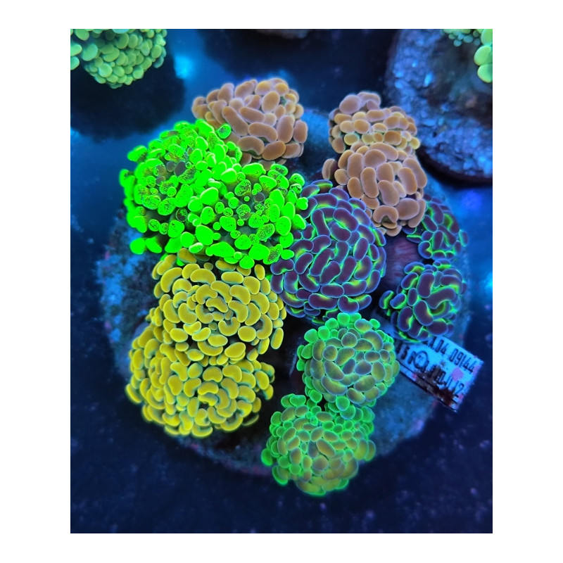 EUPHILLYAS PARANCORAS GARDEN