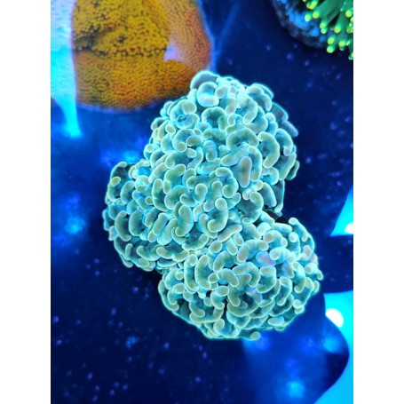 EUPHYLLIA ANCORA