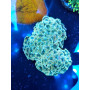EUPHYLLIA ANCORA