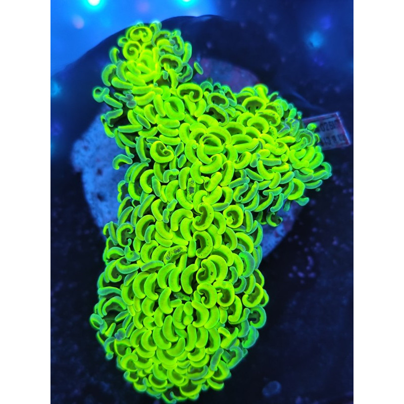 EUPHYLLIA ANCORA ULTRA GRADE