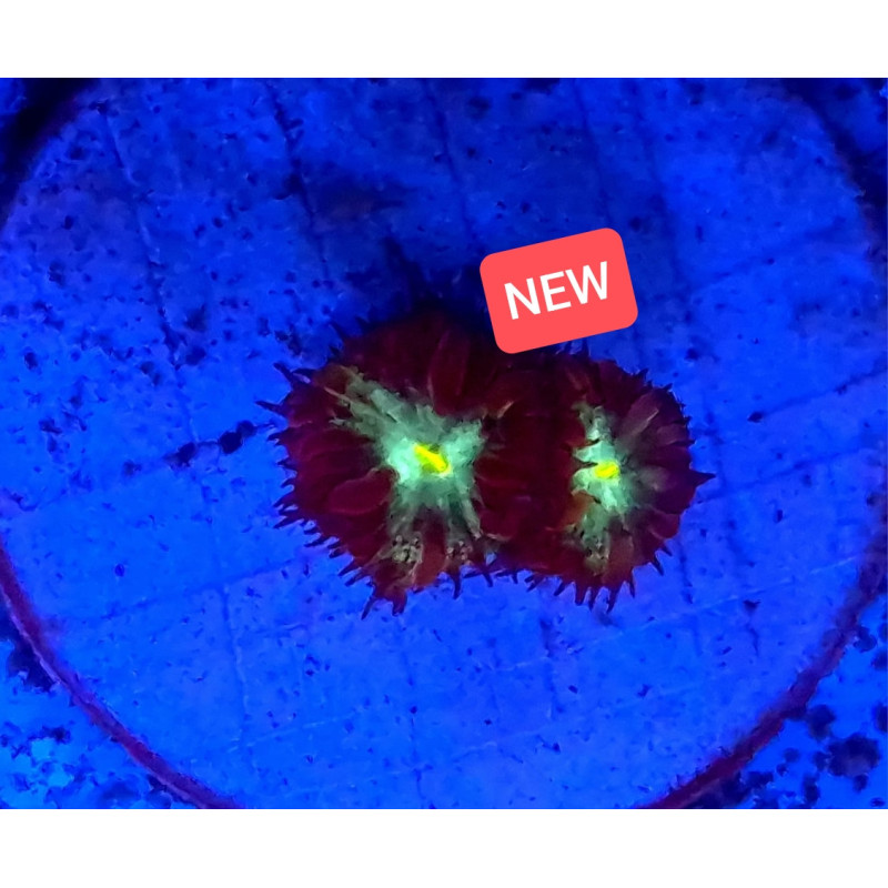 BLASTOMUSSA MERLETI (ULTRA) 3 HEADS