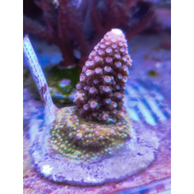 ACROPORA ABROTANOIDE ACROPORA ABROTANOIDE