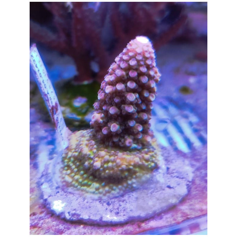 ACROPORA ABROTANOIDE