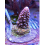 ACROPORA ABROTANOIDE