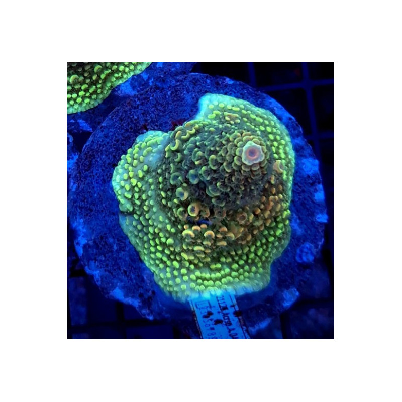 ACROPORA ABROTANOIDE