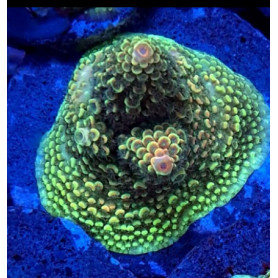 ACROPORA ABROTANOIDE ACROPORA ABROTANOIDE