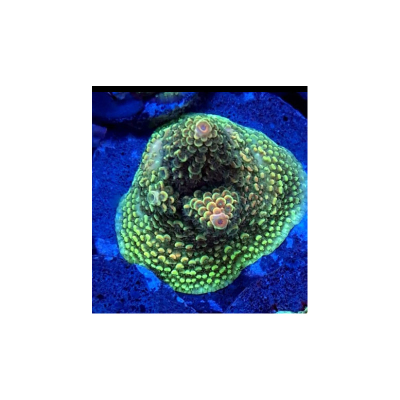 ACROPORA ABROTANOIDE