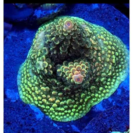 ACROPORA ABROTANOIDE