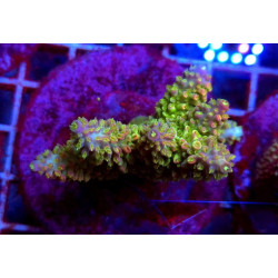 ACROPORA ABROTANOIDE