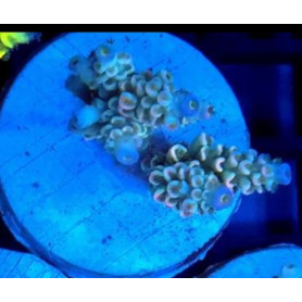 ACROPORA TENUIS ACROPORA TENUIS