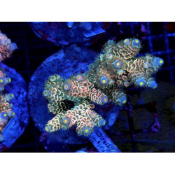 ACROPORA TENUIS HOMEWRECKER