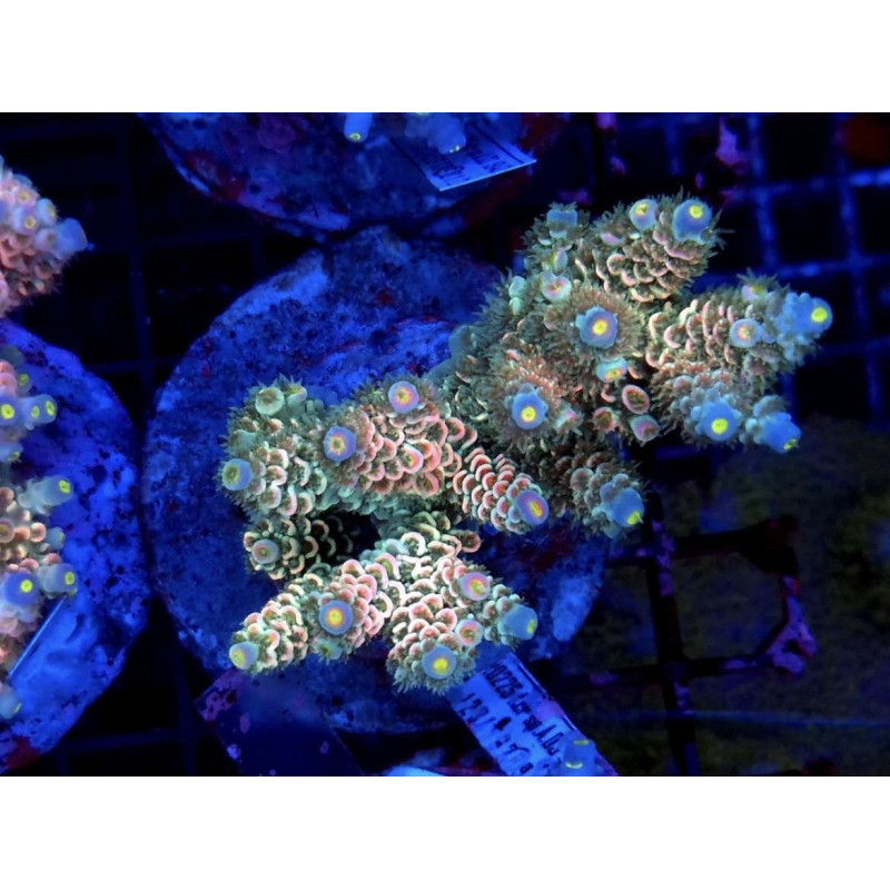 ACROPORA TENUIS HOMEWRECKER