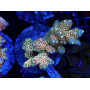 ACROPORA TENUIS HOMEWRECKER