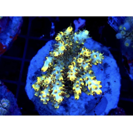 ACROPORA PIKACHU