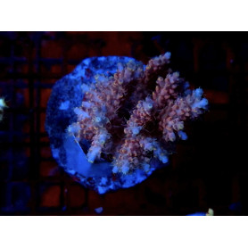 ACROPORA MICROLADOS