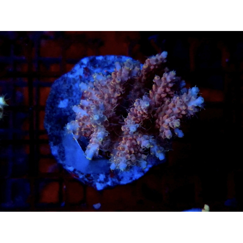 ACROPORA MICROLADOS