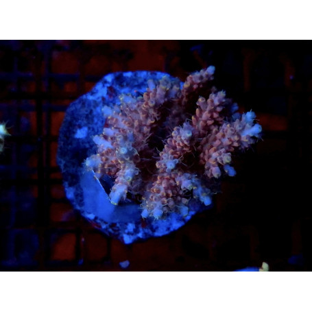 ACROPORA MICROLADOS