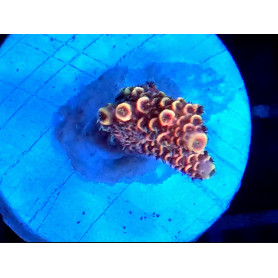 ACROPORA MILLEPORA RAIMBOW ACROPORA MILLEPORA RAIMBOW