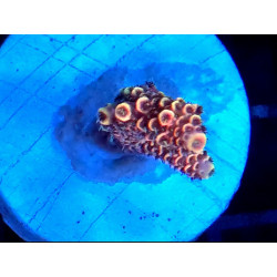 ACROPORA MILLEPORA RAINBOW