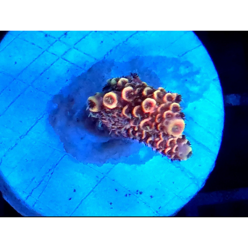 ACROPORA MILLEPORA RAIMBOW