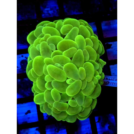 PLEROGYRA FLUOR (BUBBLE CORAL)