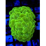 PLEROGYRA FLUOR (BUBBLE CORAL)