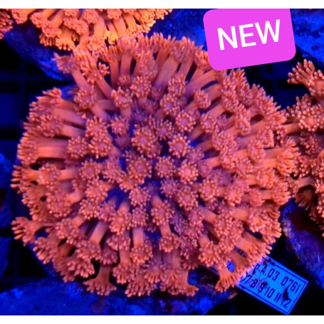 GORGONIA RED