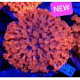 GORGONIA RED