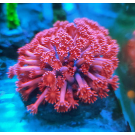 GONIOPORA RED GONIOPORA RED