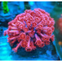 GONIOPORA RED