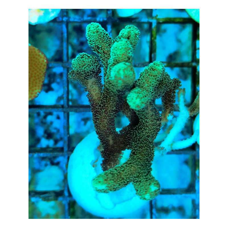 SERIATOPORA CALIENDRUM