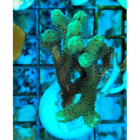 SERIATOPORA CALIENDRUM