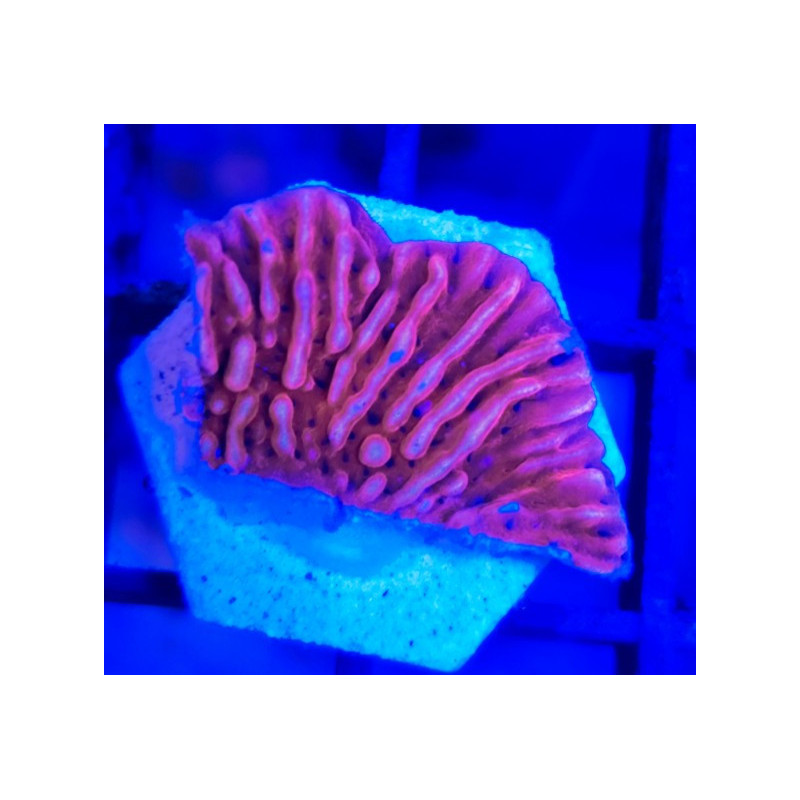 MONTIPORA UNDATA RED