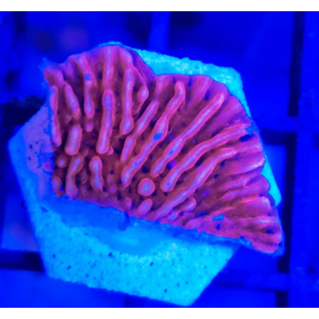 MONTIPORA UNDATA RED
