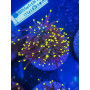 EUPHYLLIA TORCH YELLOW TIPS GREEN MOUTH (UNA CABEZA)