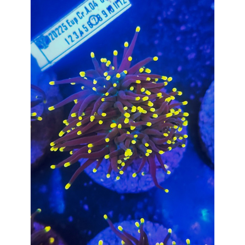 copy of EUPHYLLIA TORCH YELLOW TIPS GREEN MOUTH (TWO HEADS)
